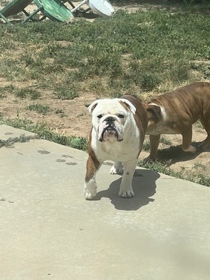 THOR PRINCE OF AVONDALE (THOR)