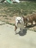 THOR PRINCE OF AVONDALE (THOR)