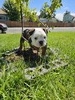 Puppy #1